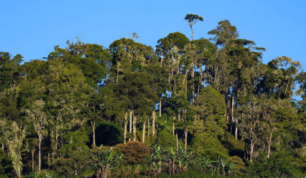 Arte De Plumas Birding Lodge カルタゴ エクステリア 写真