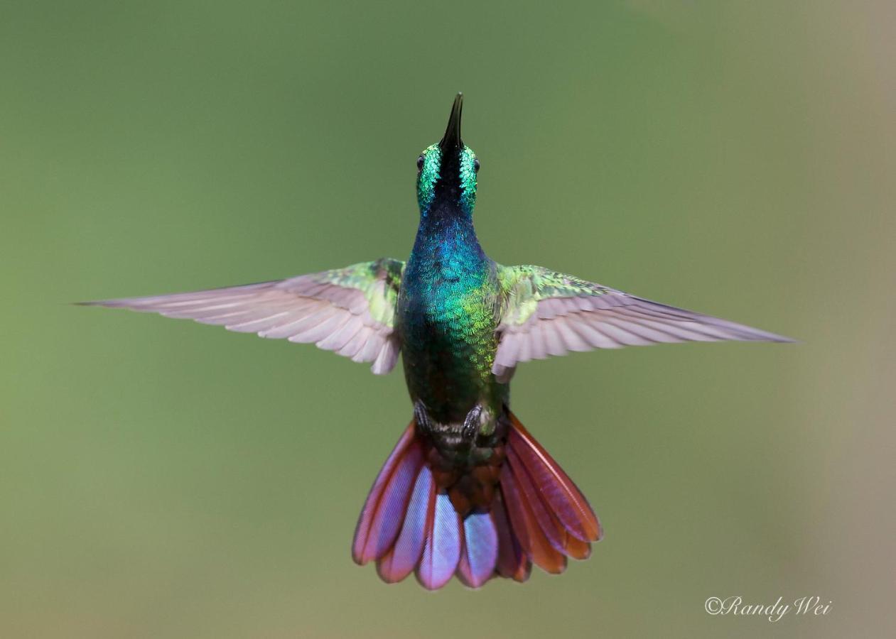 Arte De Plumas Birding Lodge カルタゴ エクステリア 写真