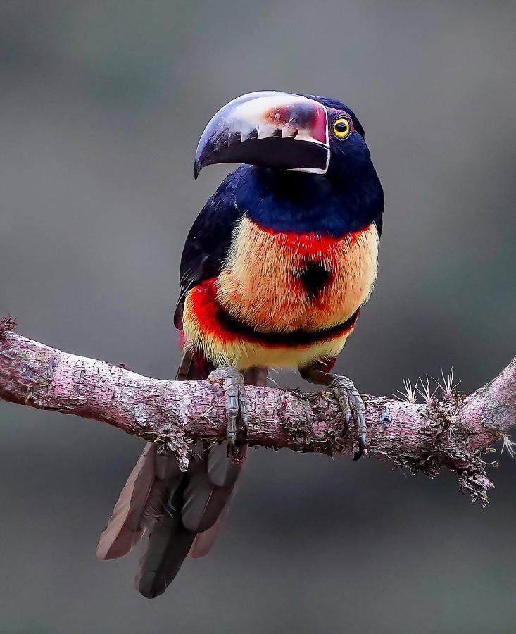 Arte De Plumas Birding Lodge カルタゴ エクステリア 写真