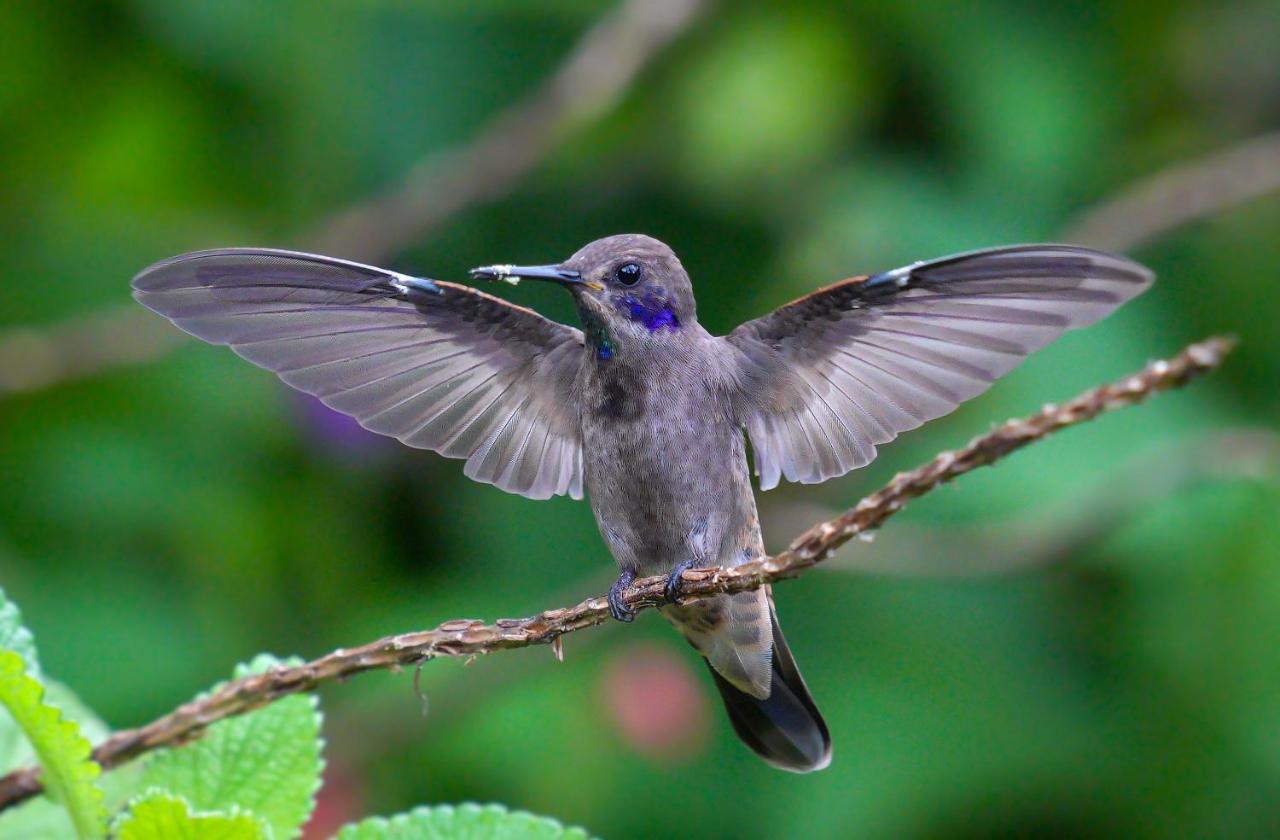 Arte De Plumas Birding Lodge カルタゴ エクステリア 写真