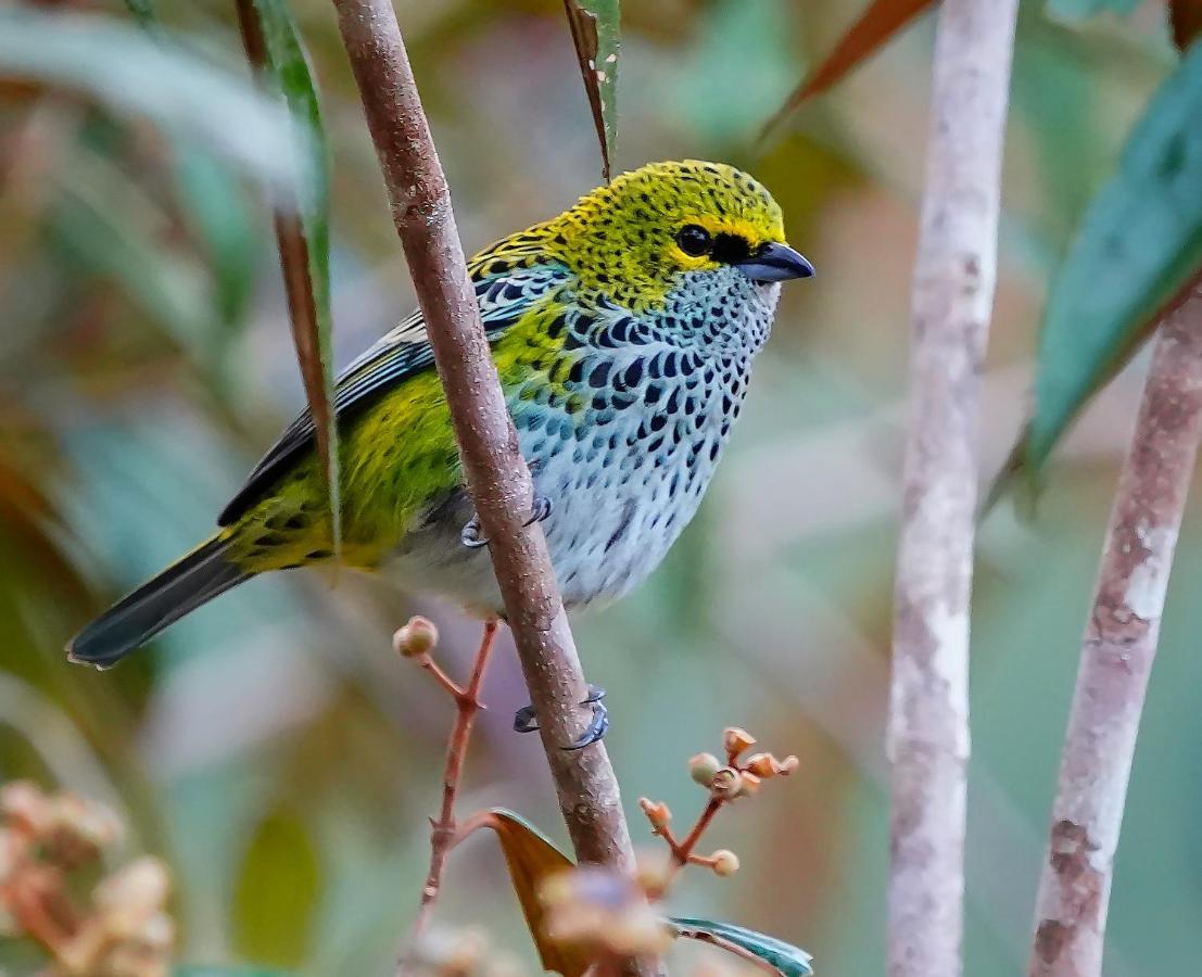 Arte De Plumas Birding Lodge カルタゴ エクステリア 写真
