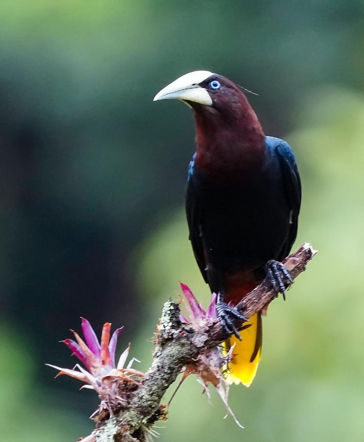 Arte De Plumas Birding Lodge カルタゴ エクステリア 写真