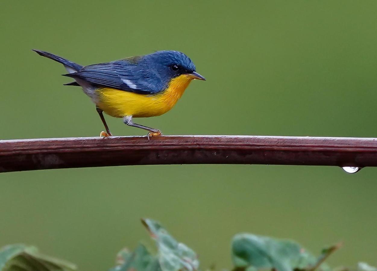 Arte De Plumas Birding Lodge カルタゴ エクステリア 写真