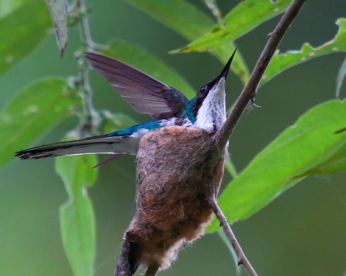 Arte De Plumas Birding Lodge カルタゴ エクステリア 写真