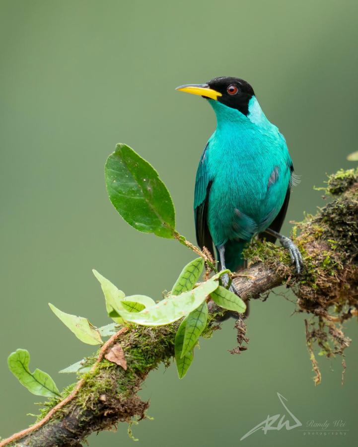 Arte De Plumas Birding Lodge カルタゴ エクステリア 写真