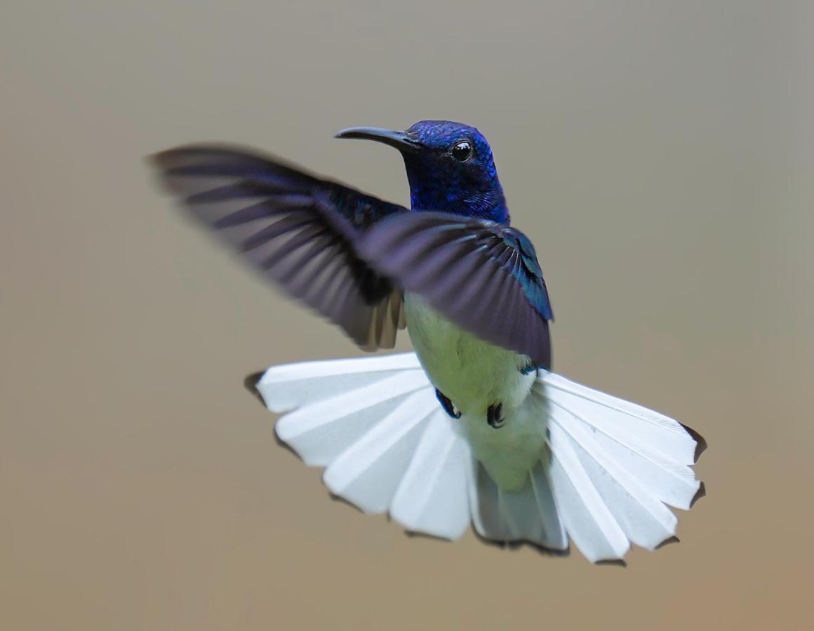 Arte De Plumas Birding Lodge カルタゴ エクステリア 写真