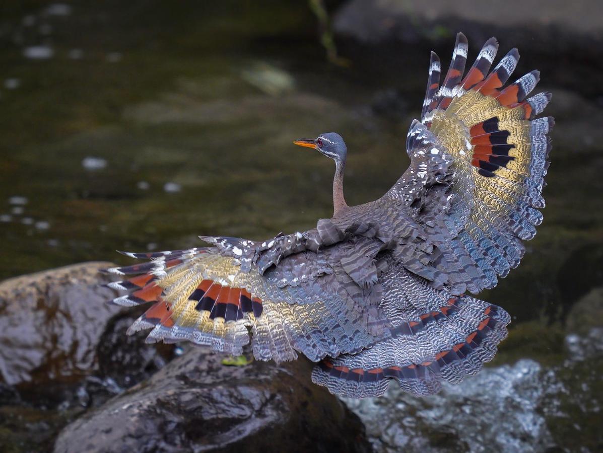 Arte De Plumas Birding Lodge カルタゴ エクステリア 写真