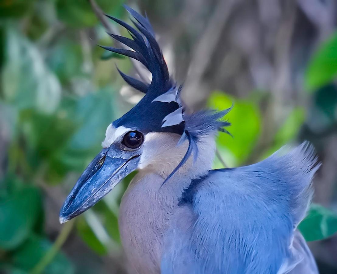 Arte De Plumas Birding Lodge カルタゴ エクステリア 写真