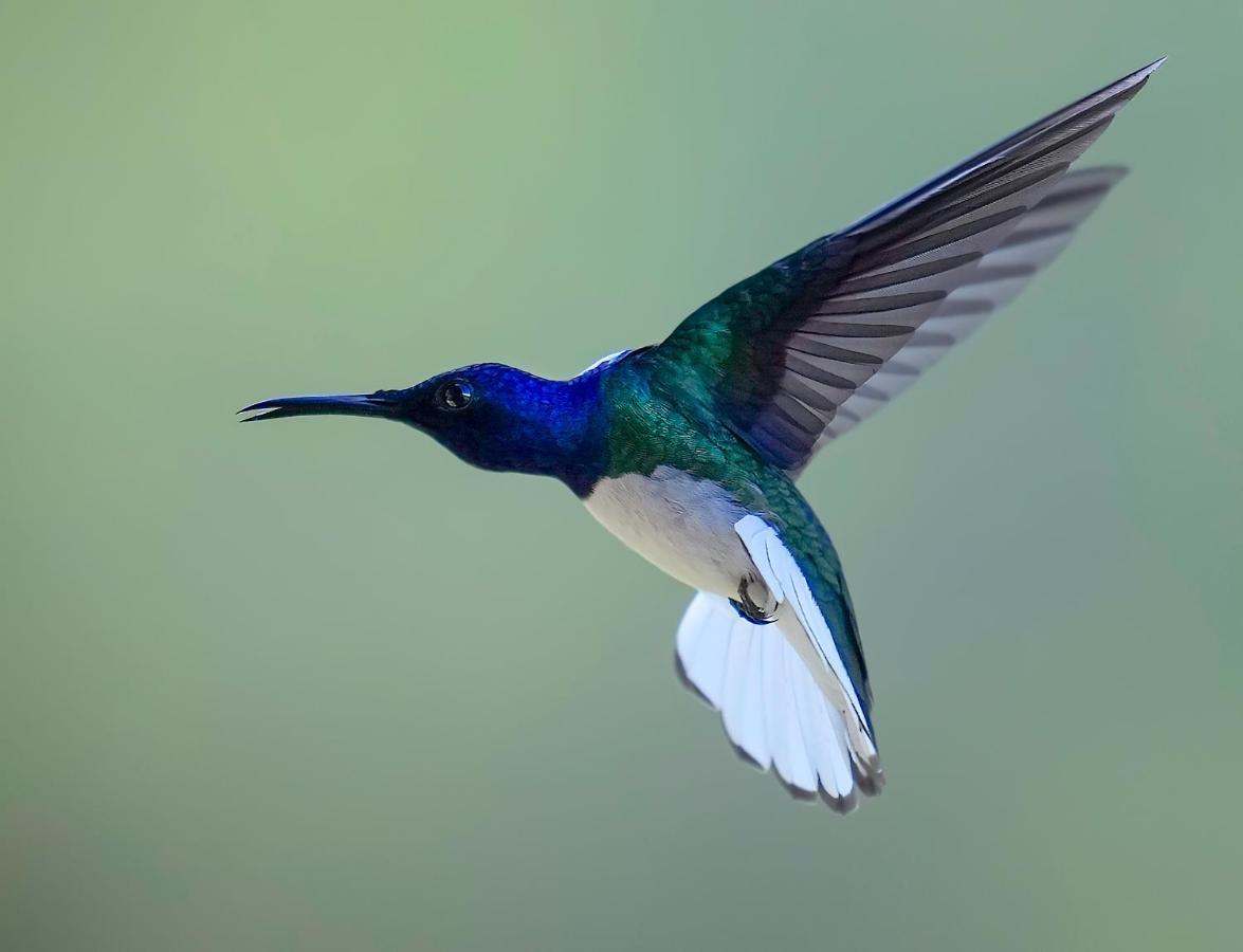 Arte De Plumas Birding Lodge カルタゴ エクステリア 写真