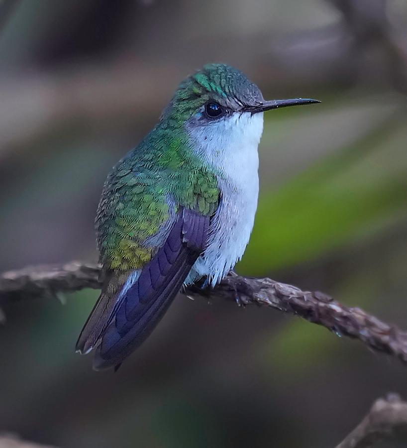 Arte De Plumas Birding Lodge カルタゴ エクステリア 写真
