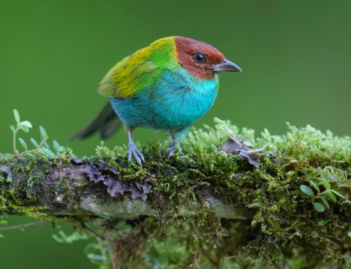 Arte De Plumas Birding Lodge カルタゴ エクステリア 写真