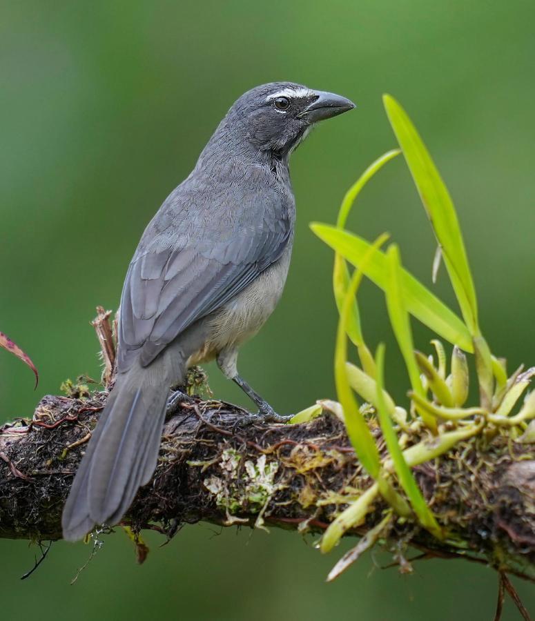 Arte De Plumas Birding Lodge カルタゴ エクステリア 写真