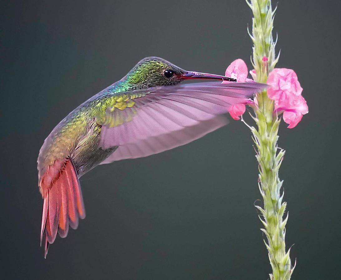 Arte De Plumas Birding Lodge カルタゴ エクステリア 写真