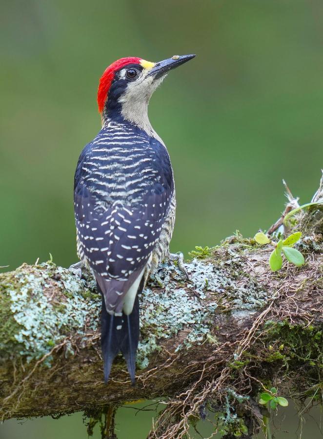 Arte De Plumas Birding Lodge カルタゴ エクステリア 写真